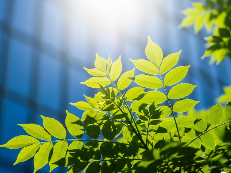 Design and Development 4